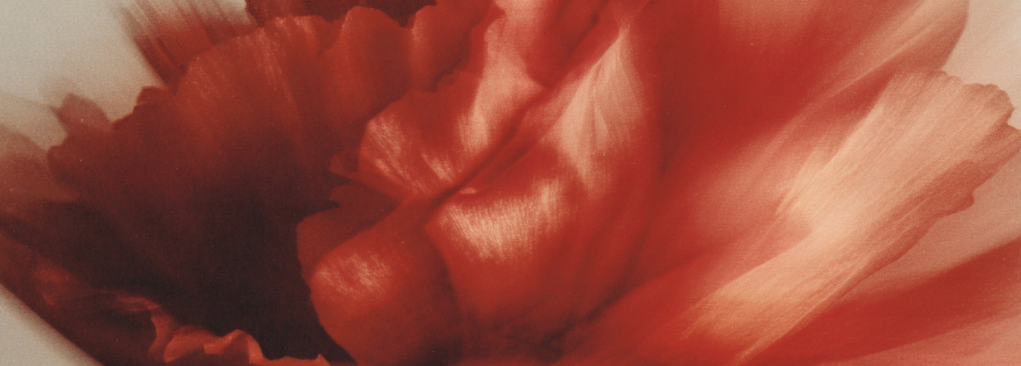 <h2>How to use the <em>gummies</em>
</h2>